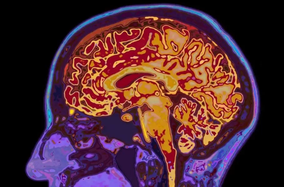 human-brain-development-five-eras-adulthood-starts-30s-۱-910x600.jpeg
