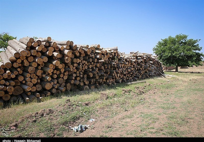 اخبار استان مازندران , اخبار ساری , سازمان منابع طبیعی , قاچاق , نظام مسائل استان مازندران , 