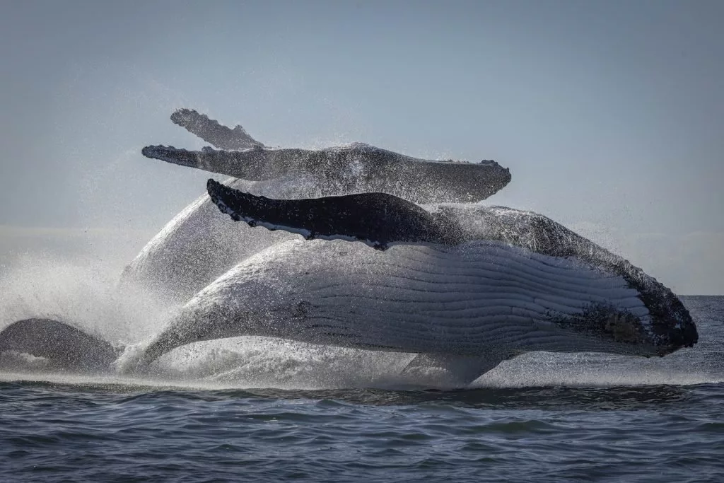 2025-oceania-photo-contest-winners-۱۷-1024x683.jpg