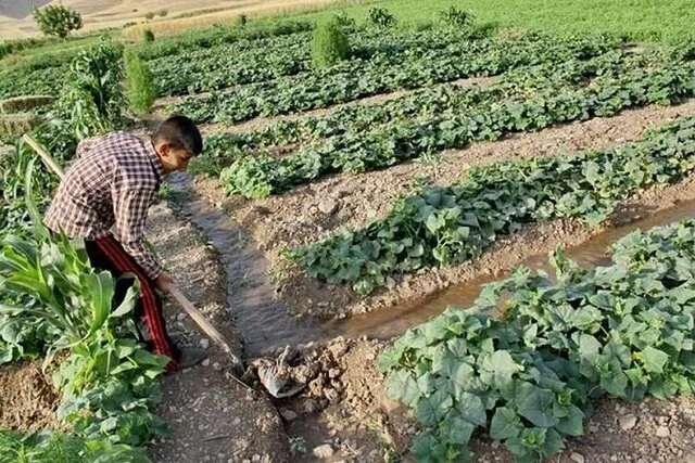 فرماندار کوهسرخ: کشاورزی سنتی، منجر به هدر رفت شدید آب شده است
