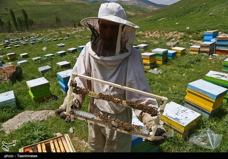 اخبار استان مازندران , کشاورزی , 