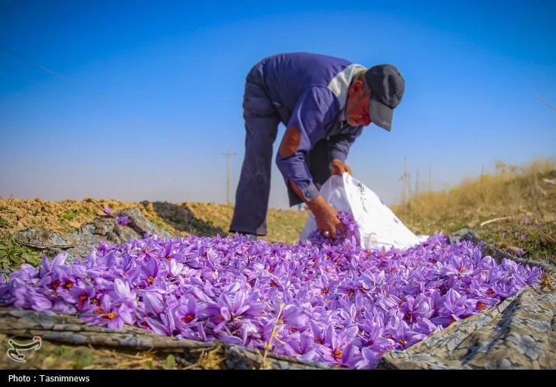 اخبار استان مازندران , اخبار ساری , کشاورزی , 