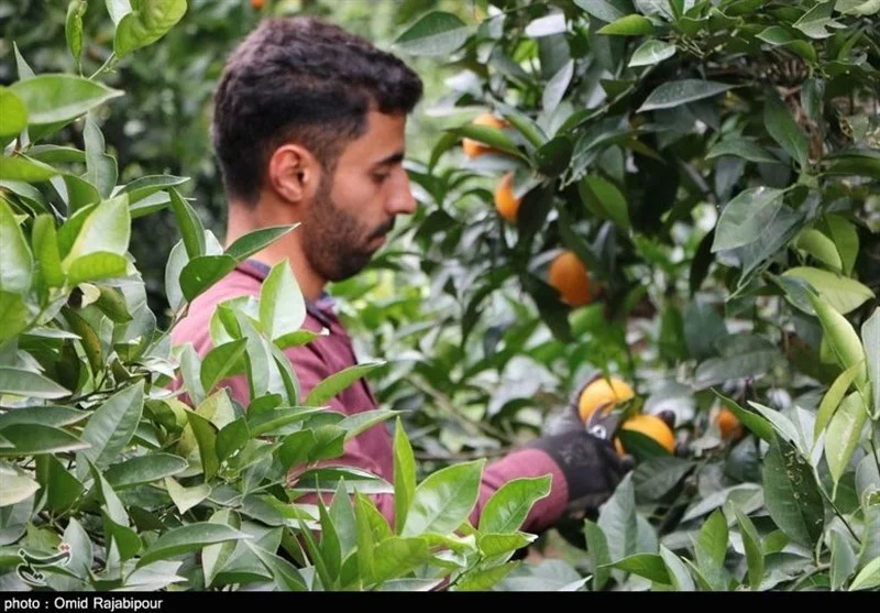 اخبار استان مازندران , اخبار ساری , 