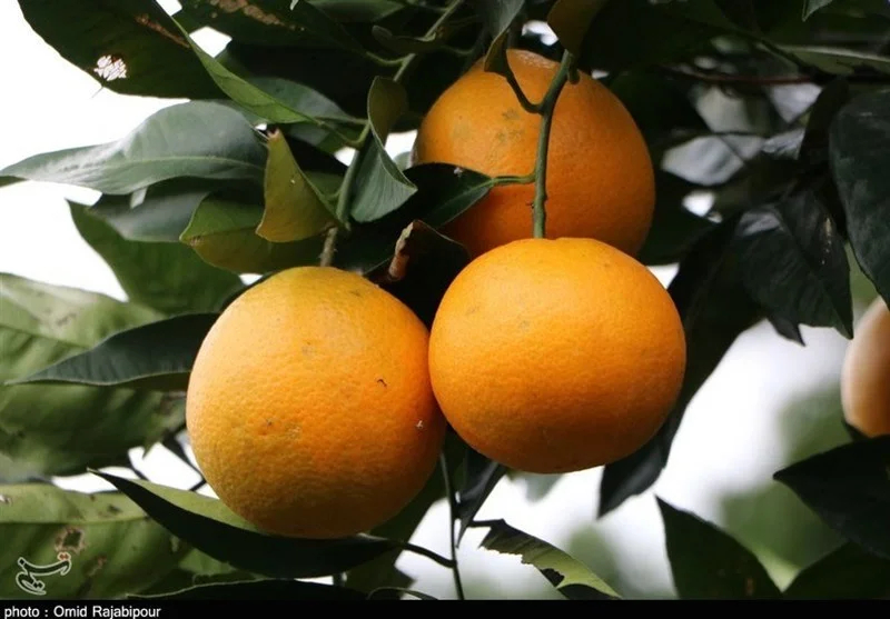 اخبار استان مازندران , اخبار ساری , 