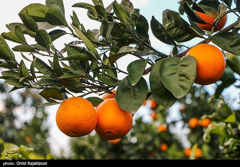 اخبار استان مازندران , اخبار ساری , 