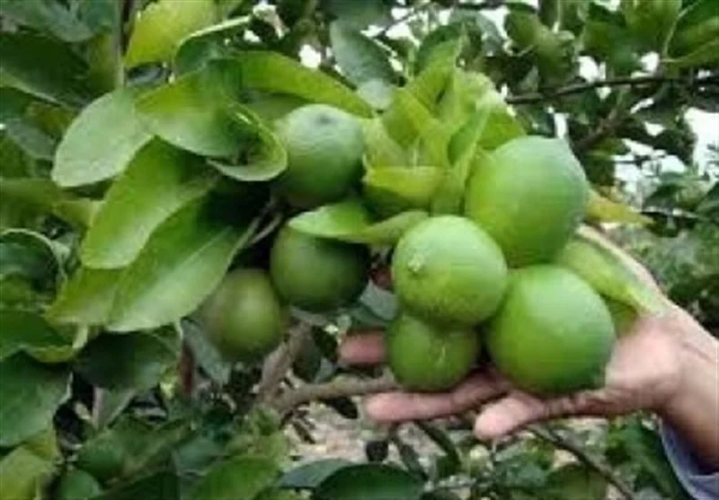 اخبار استان مازندران , اخبار ساری , نظام مسائل استان , نظام مسائل استان مازندران , 