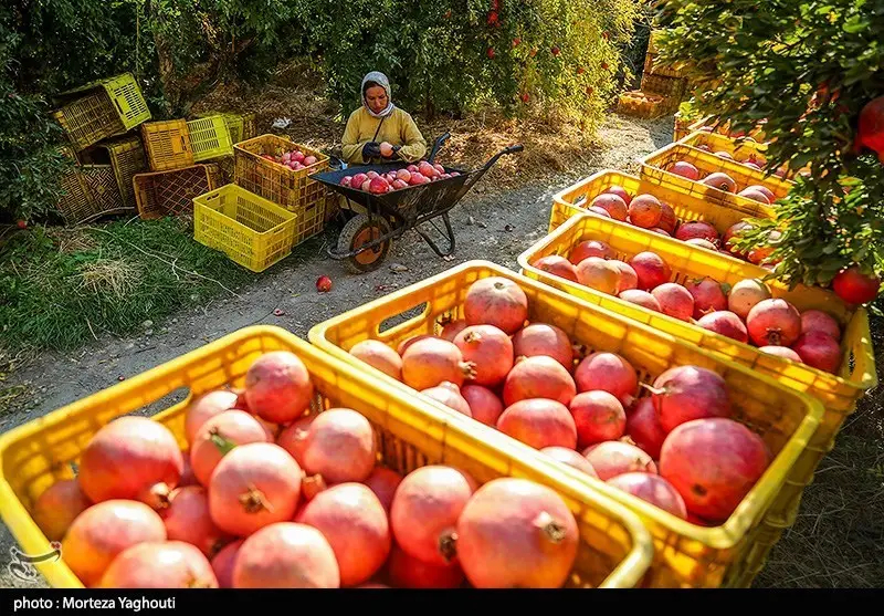 اخبار استان مازندران , اخبار ساری , کشاورزی , 