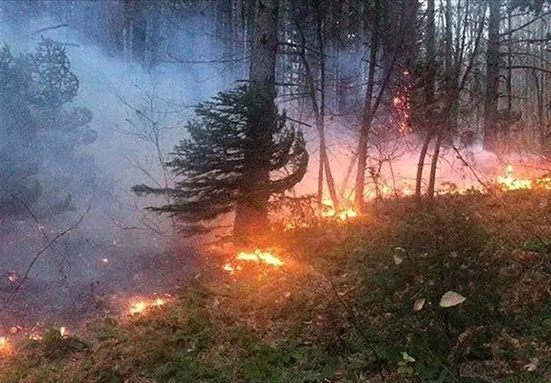 قاچاق , اخبار استان گلستان , اخبار شمال , جنگل های هیرکانی , جنگل , نظام مسائل استان گلستان , 