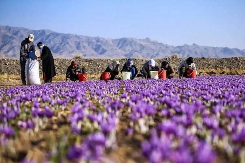 کشت زعفران