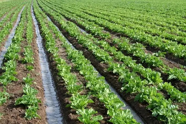 ایلام در آستانه‌ تغییر بزرگ؛ بازنگری در الگوی کشت برای نجات آب و خاک