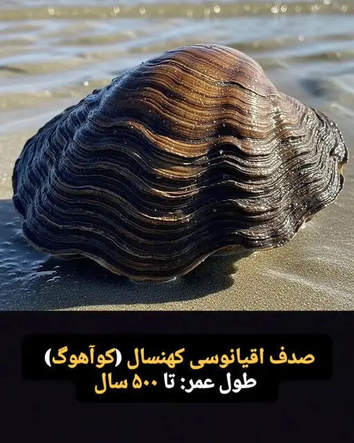  این موجودات فقط ۱۰۰ سال کودکی می کنند! + تصاویر
