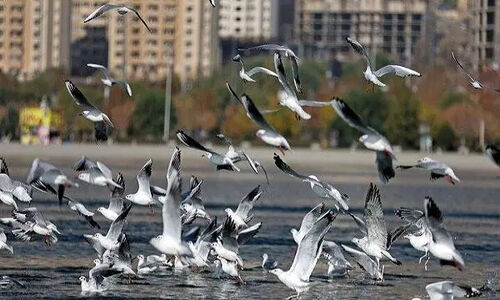 صدور مجوز شکار پرندگان در اصفهان به‌خاطر آنفلوآنزای پرندگان به طور کامل متوقف شد!