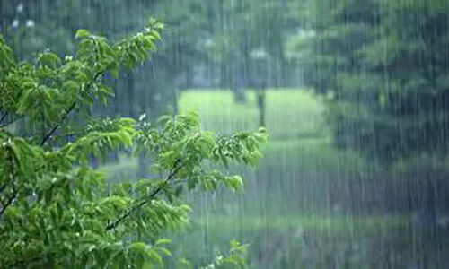 هشدار رئیس منابع طبیعی سوادکوه: بارش‌های اخیر نمی‌توانند جنگل‌های هیرکانی را نجات دهند!