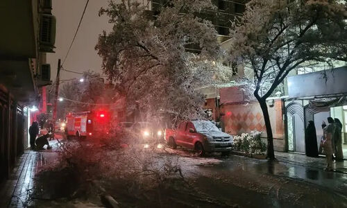 سقوط ناگهانی درخت در مشهد؛ لحظه‌ای که همه را شوکه کرد!