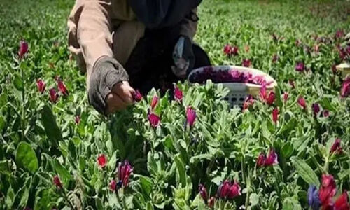 آموزش کشت گیاهان دارویی در دهلران؛ حرکت هوشمندانه به سمت کشاورزی کم‌آب و پرسود