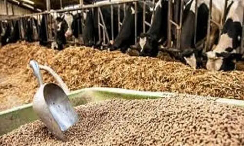 چطور پسماندهای کارخانجات، تغذیه دام در ایلام را دگرگون می‌کند؟