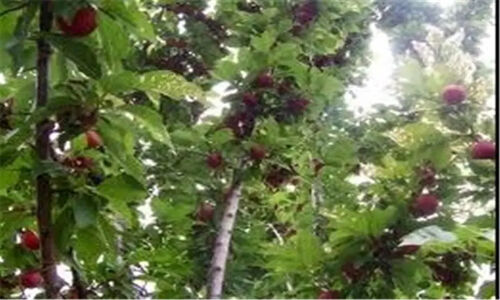 صحنه کرمانشاه چگونه با 42 واحد صنعتی، 11.6 درصد سهم صنعت استان را در دست گرفت؟
