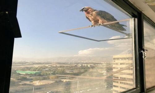 حضور غیرمنتظره همای سعادت در اکباتان تهران، تهران‌نشینان را شگفت‌زده کرد!