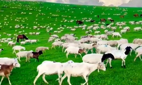 مراتع بکر مغولستان؛ جادوی سبز گله‌های گوسفند در دل طبیعت آسیای مرکزی