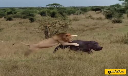 نبرد نفسگیر شیر نر با اسب‌آبی در مستند حیات وحش امروز!