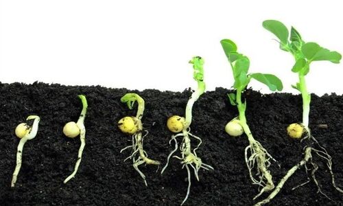 چگونه پرتودهی هسته‌ای جوانه‌زنی بذرهای کشاورزی را متحول می‌کند؟