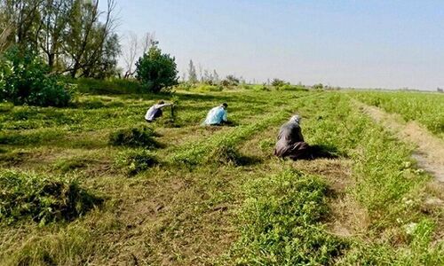دلگان رکورددار کشت حنا در جنوب؛ برداشت ۴۵۰۰ تن در هر هکتار شگفتی‌ساز شد!