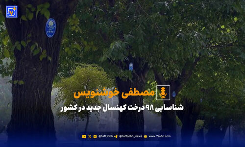 شناسایی ۹۸ درخت کهنسال جدید در کشور