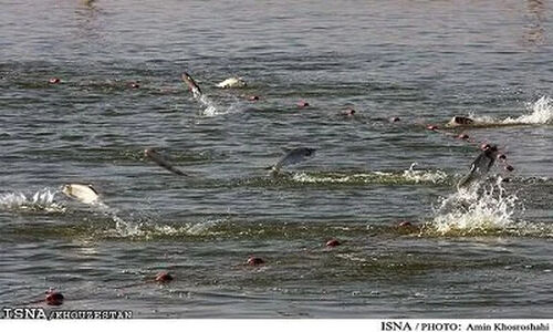 امکان بهره‌برداری هوشمندانه‌تر از منابع دریایی در برنامه هفتم توسعه
