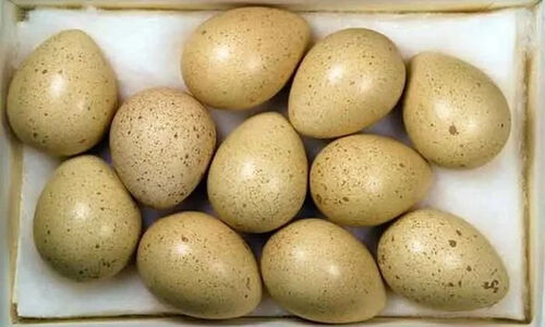قیمت تخم کبک در میادین میوه و تره‌بار اعلام شد