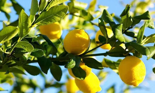پیش‌بینی تولید ۲ هزار تن لیموشیرین در استان کرمانشاه