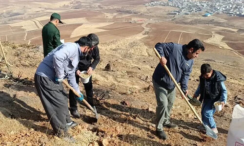 آغاز کپه‌کاری مراتع دهگلان؛ طرحی که کردستان را سبزتر می‌کند!