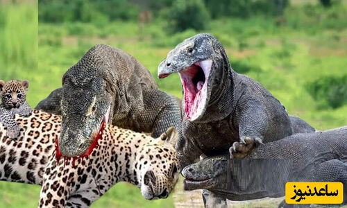 نبرد نادر حیات وحش؛ اژدهای کومودو در برابر پلنگ آمریکایی در یک رویارویی نفس‌گیر!