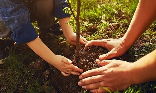 پویش نهال‌کاری در ساحل مازندران؛ ساحل زیر چتر درختان جان می‌گیرد!