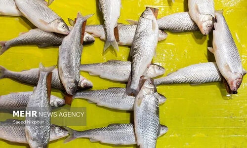 توقیف خودروی حامل ۱۷۰۰ کیلو ماهی قاچاق در میناب؛ ماموران چگونه موفق شدند؟