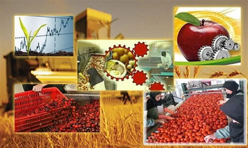 فعالیت 290 واحد صنایع تبدیلی در اردبیل؛ راهکاری برای جلوگیری از خام‌فروشی محصولات کشاورزی