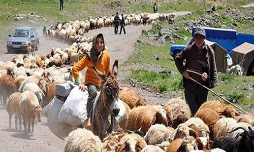 افزایش چشمگیر تسهیلات ۳۲ میلیاردی به عشایر همدان؛ فرصتی طلایی برای رونق دامداری و مشاغل خانگی