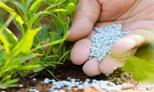 توزیع 86 درصد کود شیمیایی سهمیه چهارمحال و بختیاری؛ کشاورزان منتظر تکمیل سهمیه باشند!
