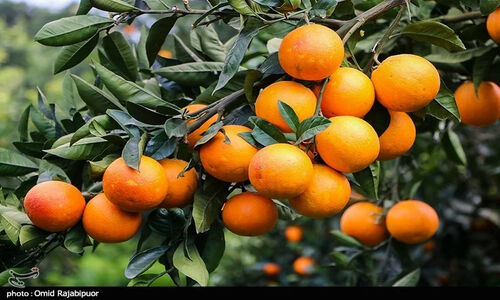چگونه باغداری در مازندران کلید امنیت غذایی و ارزآوری ایران شده است؟