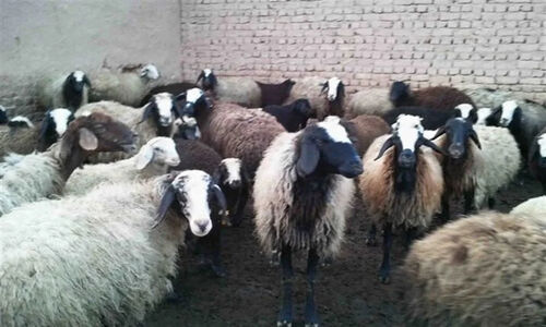 مسموم‌سازی گسترده دام‌ها در روستای بندپی؛ واکنش فوری دستگاه قضایی مازندران