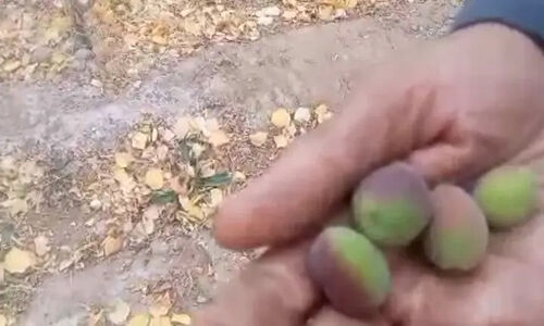 درخت زردآلوی معجزه‌آسا در آستانه زمستان؛ باردهی ناباورانه در ده جمال بهاباد