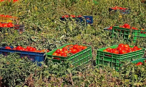 استان بوشهر چگونه صادرات گوجه فرنگی را در فصل سرما متحول می‌کند؟