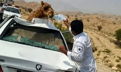 تصادف وحشتناک دو خودرو با ۶ شتر در محور زاهدان- زابل؛ سهم تقصیر به‌طور مساوی تقسیم شد!