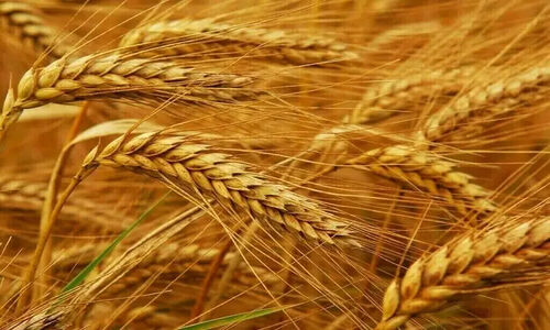 محکومیت سنگین ۱۸۰ میلیاردی برای عرضه غیرمجاز گندم در لرستان؛ پرونده‌ای که تکان‌دهنده بود!