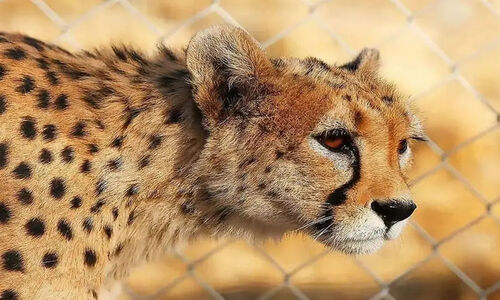 شکار لحظه‌ای حضور 6 یوزپلنگ ایرانی در پناهگاه میاندشت؛ هلیا باز هم دیده شد!