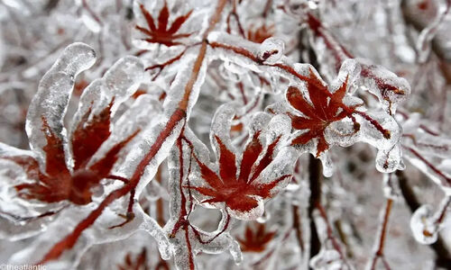 سرمای واقعی فردا پنج شنبه از راه می رسد + جزئیات