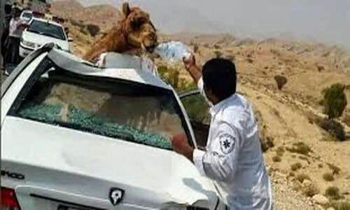 تصادف مرگبار پژو و پراید با ۶ شتر؛ سهم تقصیر راننده و صاحبان احشام چقدر بود؟