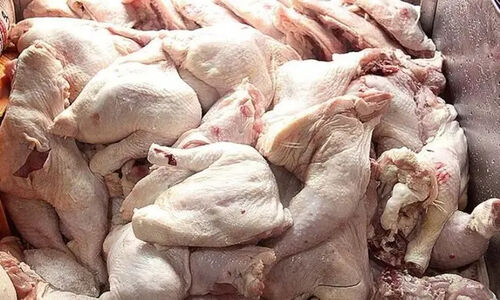 چرا صادرات مرغ و تخم‌مرغ خراسان جنوبی به افغانستان باید فوراً توسعه یابد؟