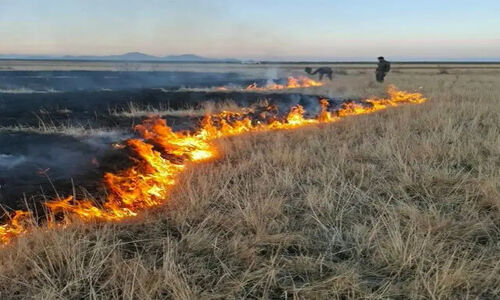 آتش‌سوزی مهیب در سواحل دریاچه ارومیه؛ واکنش سریع یگان محیط‌زیست جان پارک ملی را نجات داد