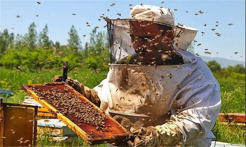 خوشه زنبورداری خراسان شمالی؛ پروژه‌ای نوآورانه برای تحول صنعت عسل در استان
