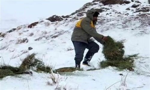 پخش علوفه در شاهرود؛ نجات حیات‌وحش در سرمای بی‌رحم زمستان